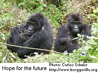 Gorillas with infants 